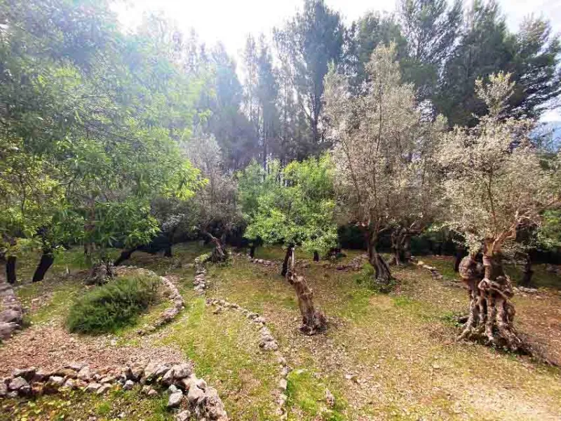 Nice olive grove with porch in Fornalutx — photo 6