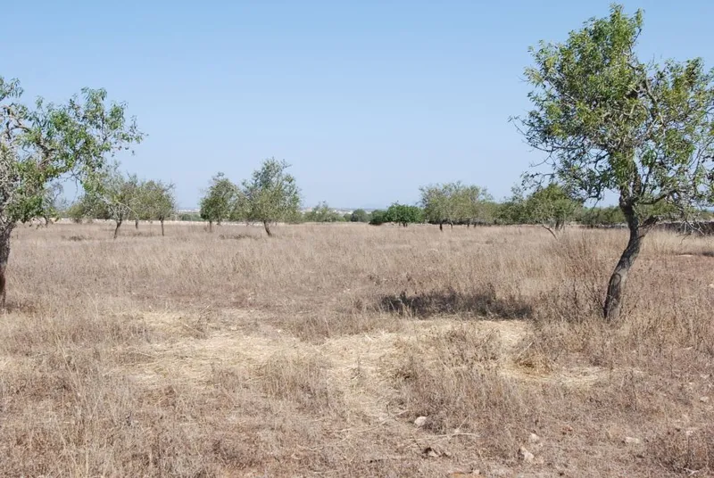 Large plot with its own well and several buildings in the area of Es Pinaret — photo 1
