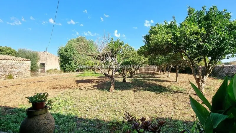 Large rustic finca to renovate in the Son Negre area, Felanitx. — photo 3