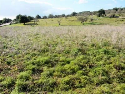 Rural Land - Son Servera, Built Surface 264m², Plot Surface 13217m² — photo 2