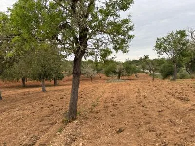 Rural Land - Porreres — photo 4