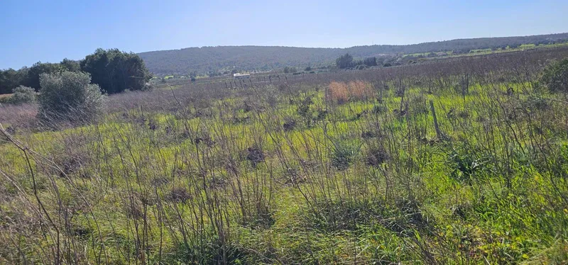 Plot in Santa Maria — photo 3