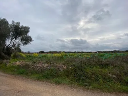 Rural Land - Felanitx, Plot Surface 15817m² — photo 3
