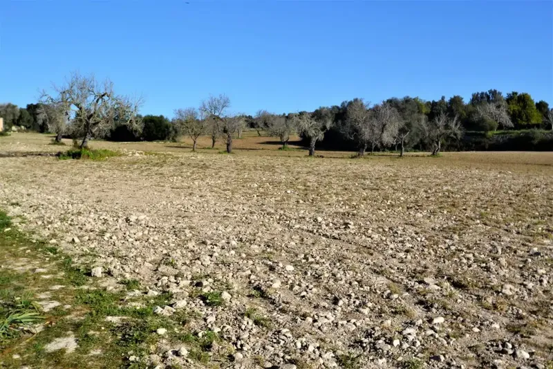 Plot of more than 25000 m2 in Llubí — photo 10