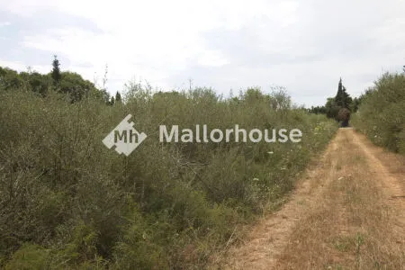 Rustic property - Muro (Centro), Built Surface 1 m², Plot Surface 8000 m² — photo 6
