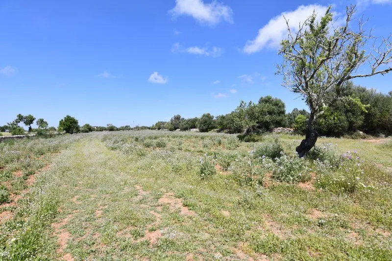 Plot land with basic project, electricity and water just 900 meters from Santanyi — photo 2