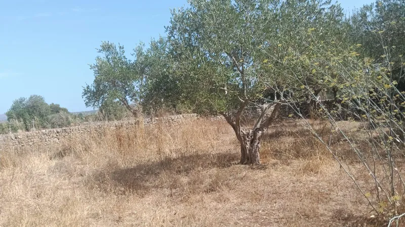 Rustic Land — photo 9