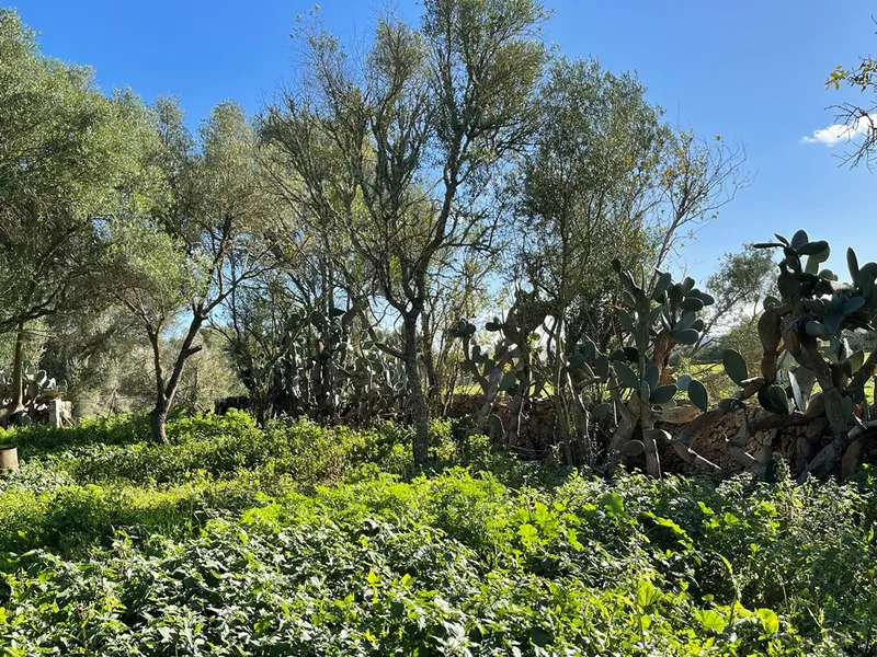 Small rustic finca with land of 20,000 m² for sale with project for a detached house of 225 m² — photo 10