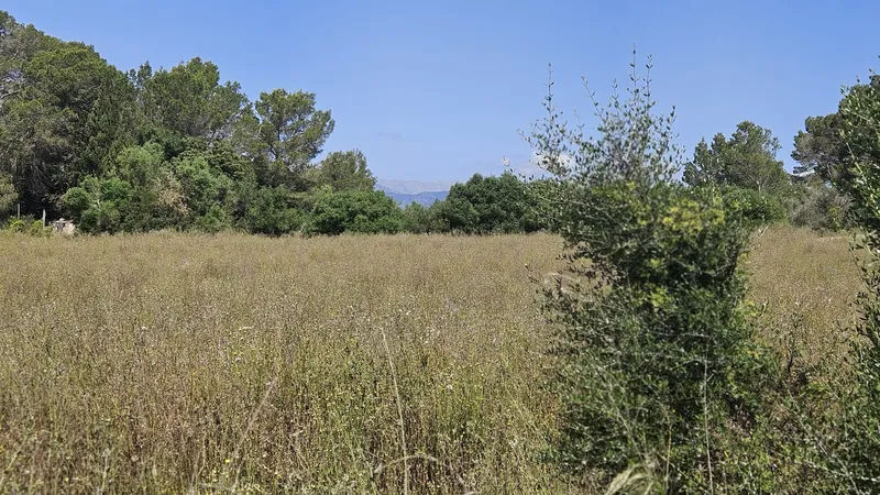 Rustic estate of 6,876 m2 in Muro — photo 4