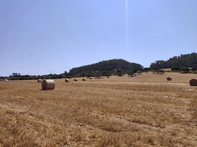 Land in Porreres, Mallorca — photo 3