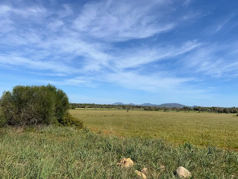 Plot in Ses Salines: The Perfect Place to Create Your Home in Mallorca — photo 10