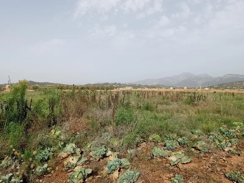 Plot of land - Búger (Buger), Built Surface 338m², Plot Surface 35000m² — photo 3