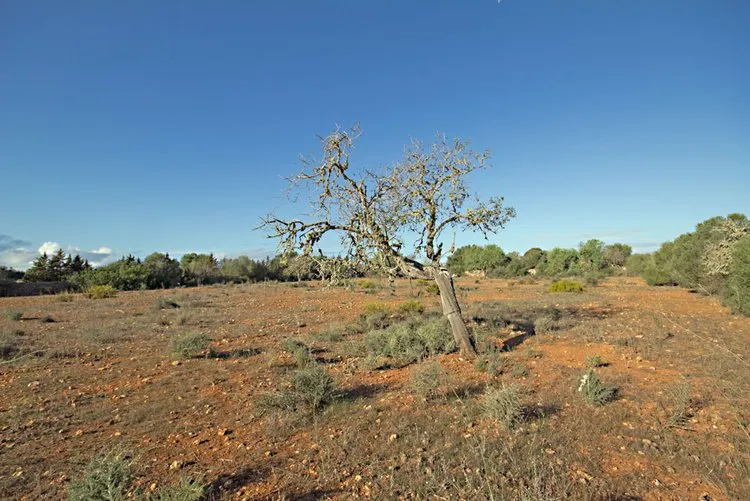 Ses Salines, finca property with building project G02913 — photo 1