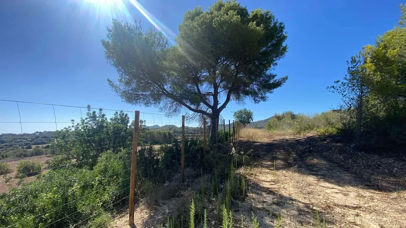 Beautiful building plot near Manacor — photo 5
