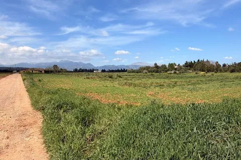Land in Llubi, Mallorca — photo 7