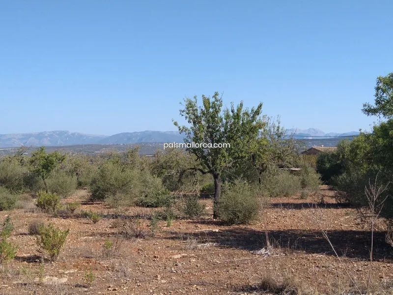 Country House in Palma — photo 12