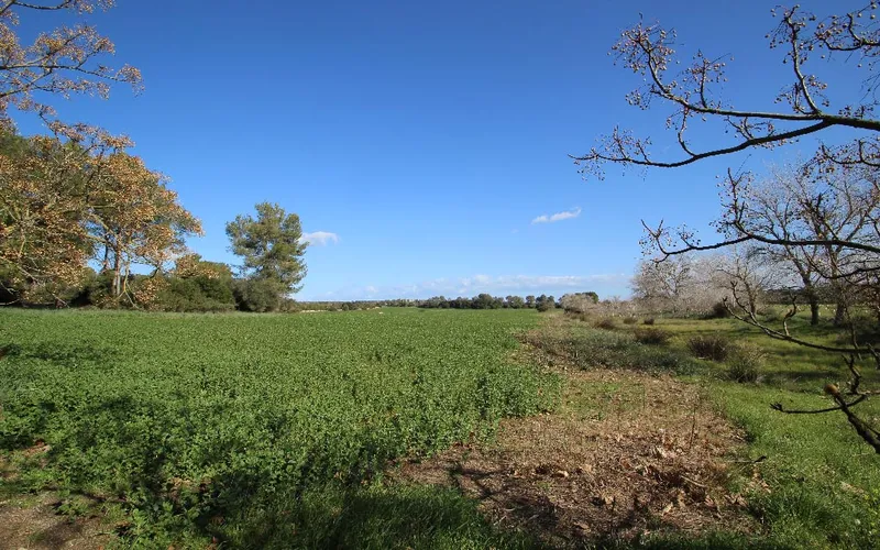 Country land with urban planning license to build house with pool, Maria de la Salut — photo 3