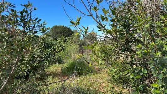 Building Site - Marratxí (Pòrtol), Plot Surface 978m² — photo 2