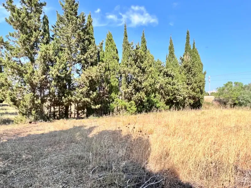 On the outskirts of Muro, next to the train station, we have this beautiful rustic estate with about 7,200 m2 of land and about 40 m2 — photo 5