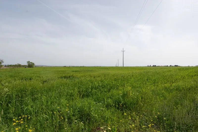 Spacious country house to reform on a large plot near Sa Rapita — photo 2
