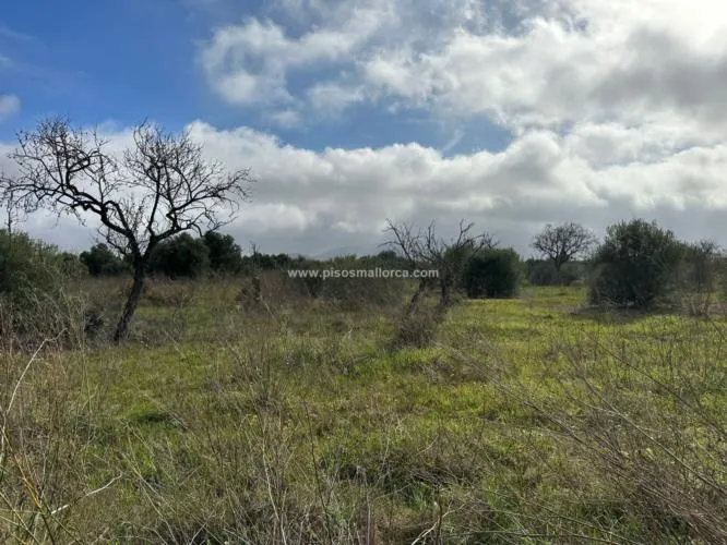 Plot in Santa Maria, Son Llaut Industrial Area — photo 12