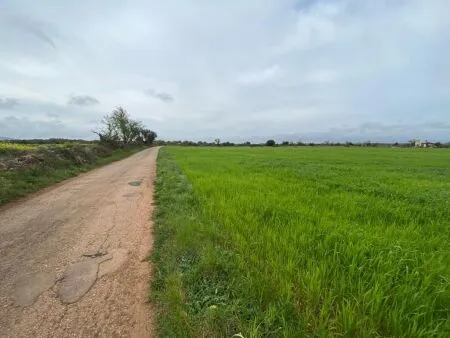 Rural Land - Felanitx, Plot Surface 15817m² — photo 9