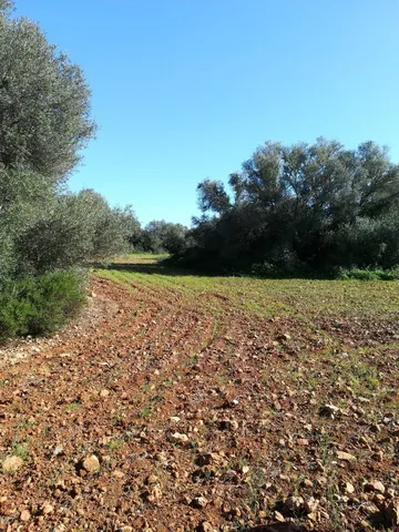 Large plot near Campos in wooded area — T 06 CM — photo 4