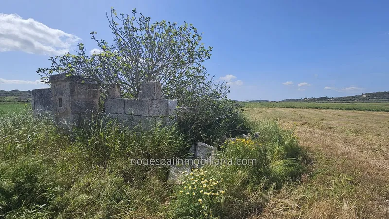 Rustic finca in Muro — photo 3