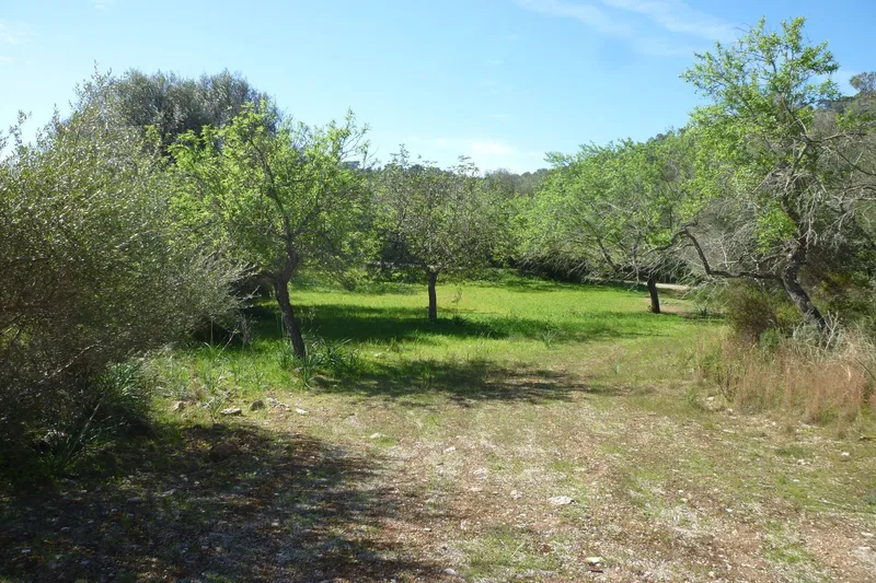 Large building plot for finca project in a quiet location near Son Macià — photo 6
