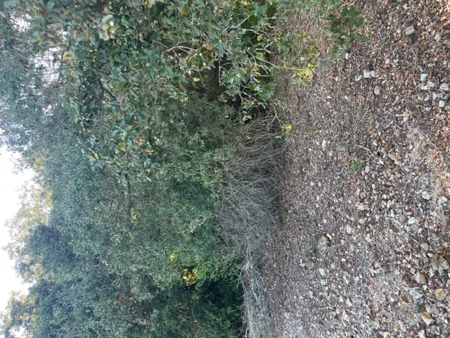 Plot with basic project to build a house — photo 8