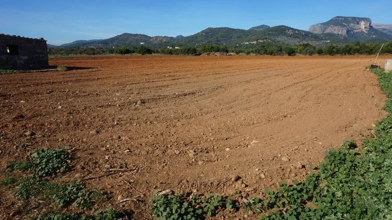Land in Binissalem, Province of Balearic Islands — photo 3