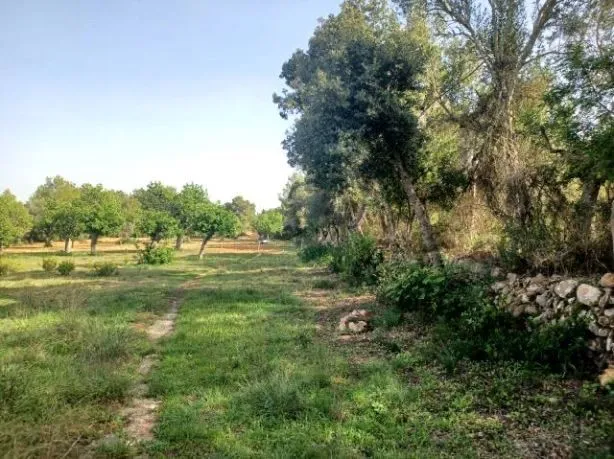Plot in Felanitx — photo 11