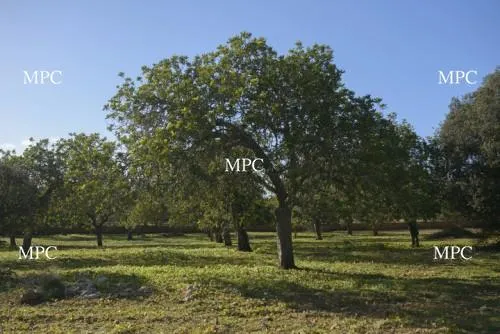 Rustic estate with building potential in the Península de Artà – Capdepera — photo 1