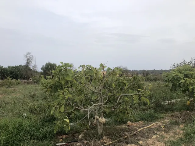 Beautiful plot land with open views on the outskirts of Ariany — photo 3