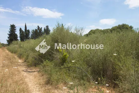 Rustic property - Muro (Centro), Built Surface 1 m², Plot Surface 8000 m² — photo 3