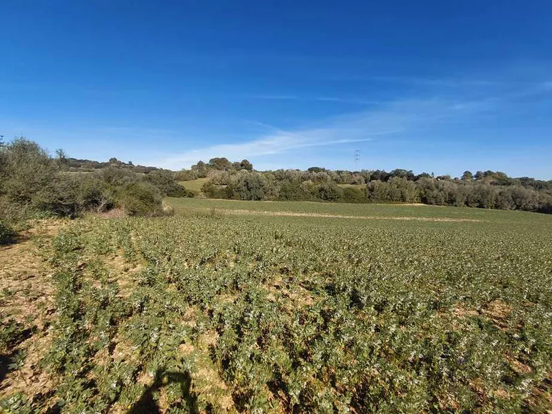 Buildable rustic estate in Manacor — photo 2