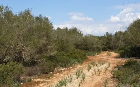 Urban plot of land - Llucmajor (Llucmajor (Campo)), plot surface 302.67m2 — photo 6