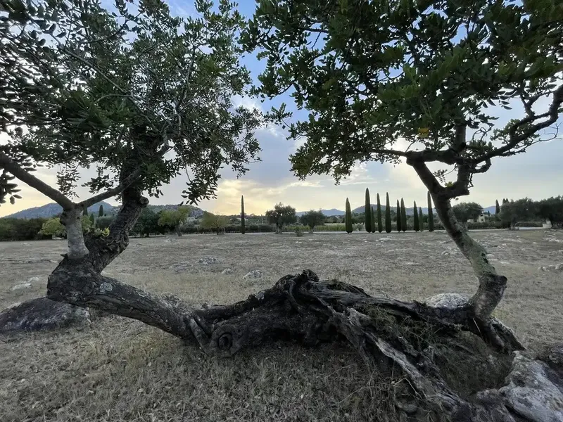 Exclusiva Finca Rústica con Viñedo Privado en Pollensa — photo 12