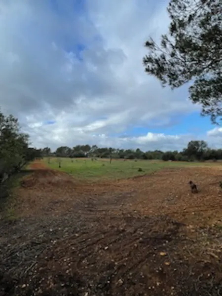Rustic plot with license in Felanitx — photo 9