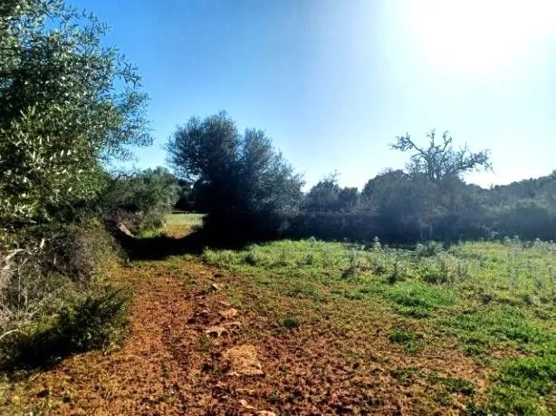 Plot in Felanitx — photo 3