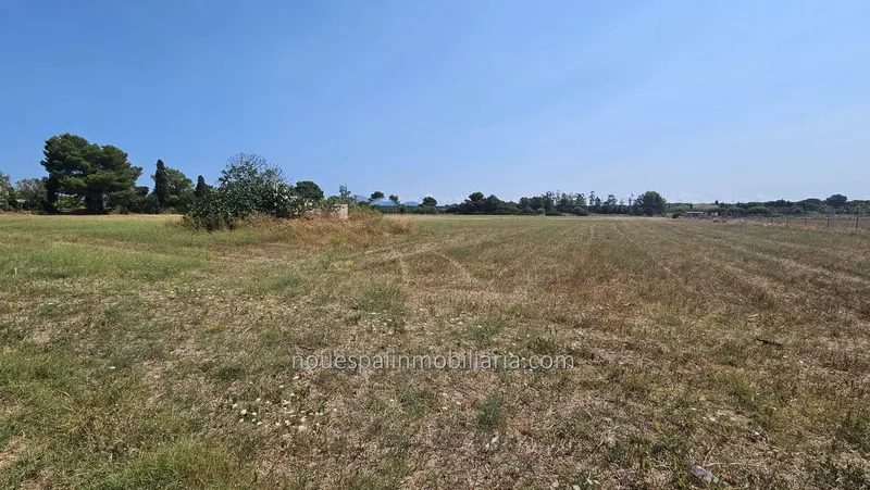 Rustic estate in Muro — photo 7