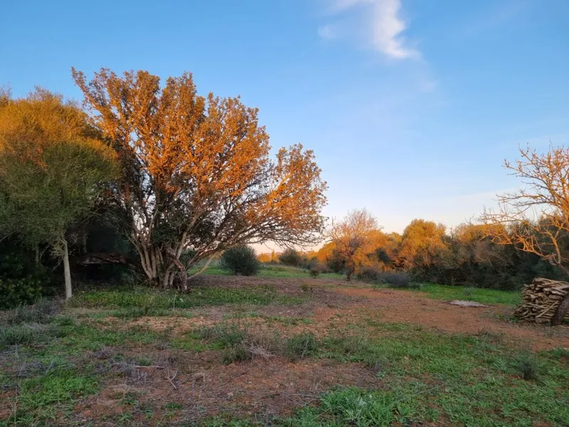 Cas Concos top quality plot for sale with private pool and various terraces — photo 7