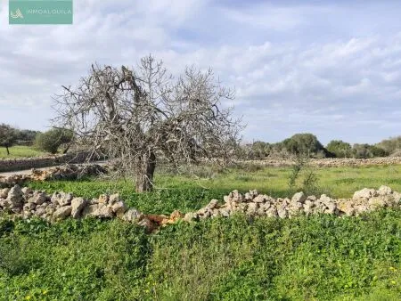 Rustic property - Santa Margalida, Built Surface 50m², Plot Surface 15767m², 1 Room, 1 Bathrooms — photo 11