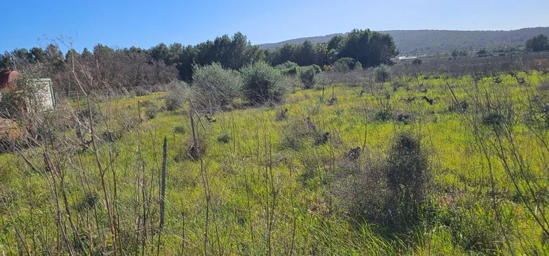Plot in Santa Maria — photo 8