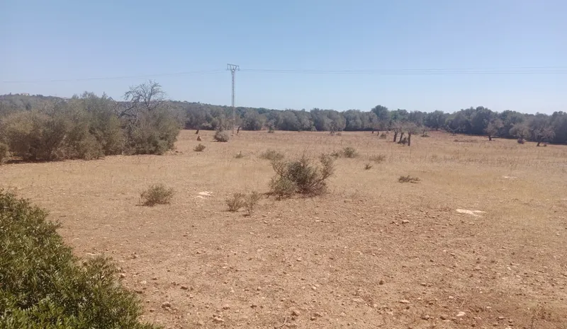 Ultimate rustic plot in Ses Salines, Mallorca for sale — photo 12