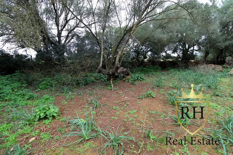 Rustic estate with possibilities to build the house of your dreams — photo 6