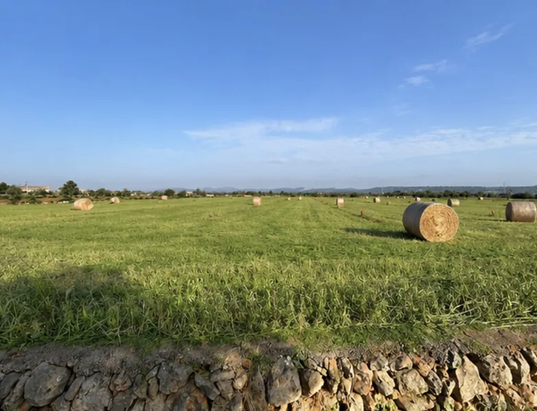 Buildable plot located in a quiet area, with a fantastic project, on the outskirts of Campos — photo 4
