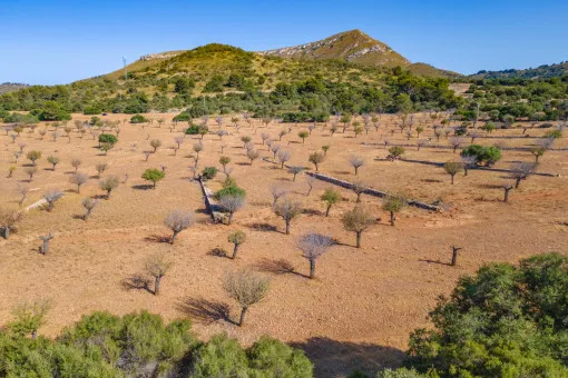 Arta, Historic Estate near Arta on 543 Hectares with Agrotourism Project in Approval Phase — photo 2