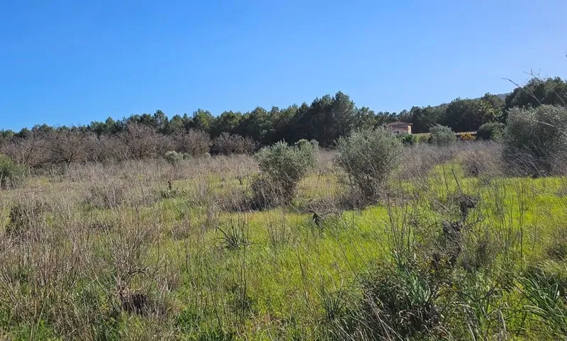 Plot in Santa Maria — photo 5