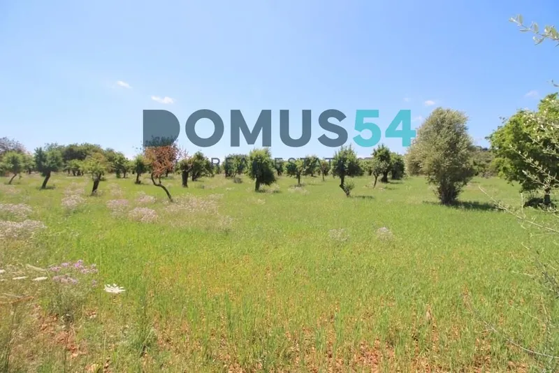 plot in Campanet — photo 6